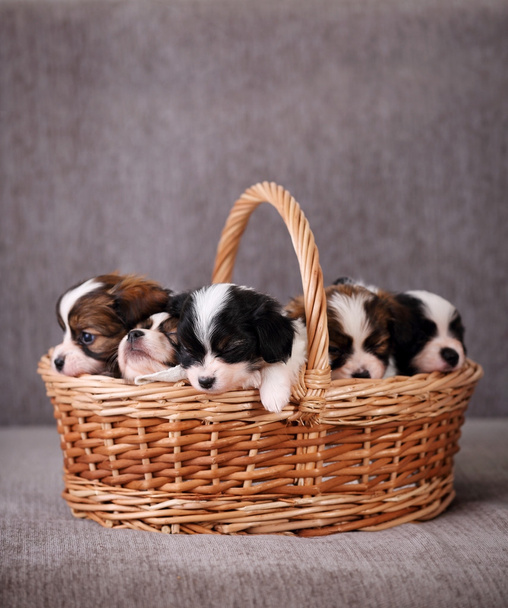 Пять щенков спят
 - Фото, изображение