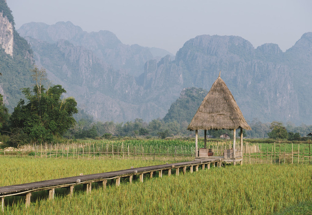 Cabaña en el campo de arroz
 - Foto, imagen