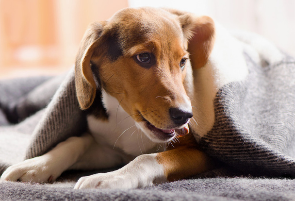 Beagle cachorro acostado en el interior
 - Foto, Imagen
