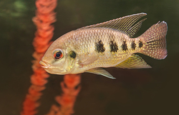 striped fish in aquarium - Photo, Image