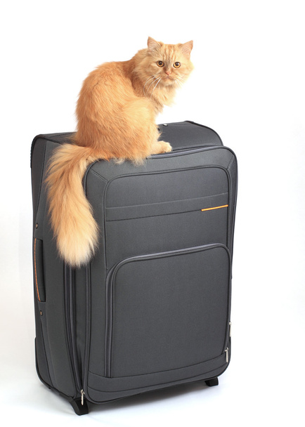Kedi çanta üzerinde - Fotoğraf, Görsel