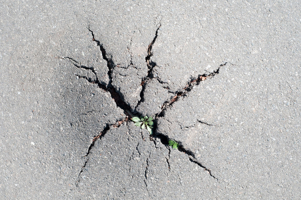 Grass broke through the crack in the pavement. Power of nature - Photo, Image
