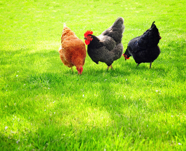  gallinas en el prado
 - Foto, Imagen