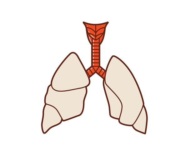 Egyszerű emberi tüdő - Vektor, kép