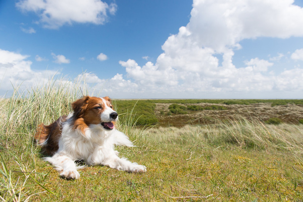 Koira Hollannin saarella Terschelling
 - Valokuva, kuva