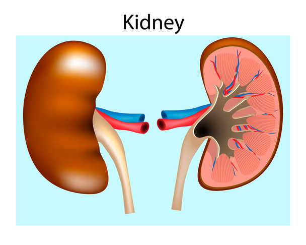 Anatomy Of The Human Kidney. Cut Section of Kidney. Blood Supply and Internal Structure - Vector, Image