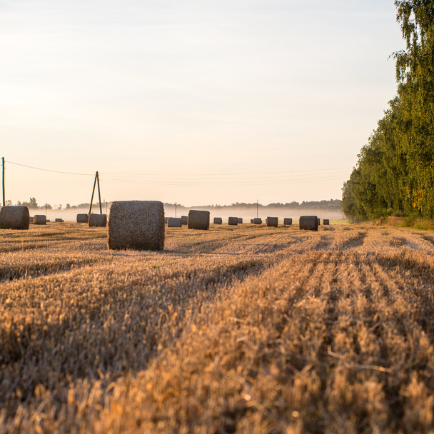 Golden hay bales in countryside - Photo, Image