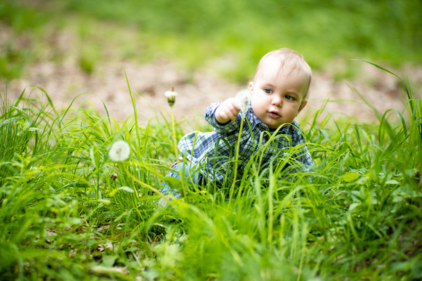 Baby touching white dandelion - Foto, Bild