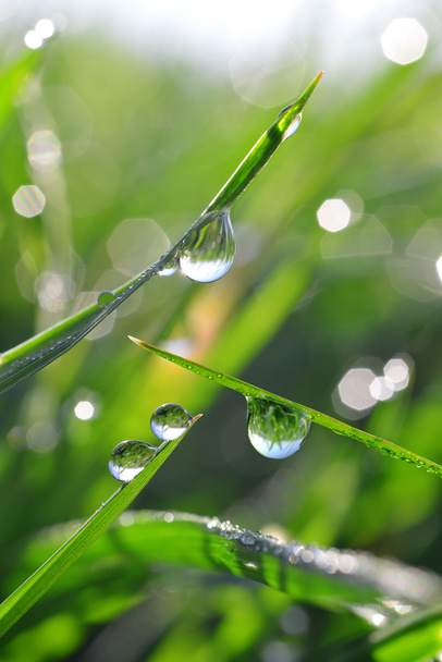 Verse groene gras met dauw druppels close-up. - Foto, afbeelding