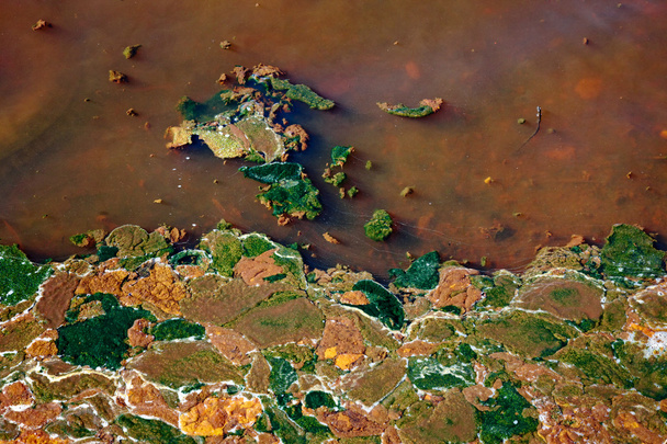 Alga em água
 - Foto, Imagem