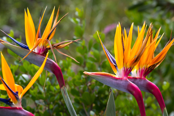 Fleurs florissantes de Strelitzia reginae tropicales
 - Photo, image