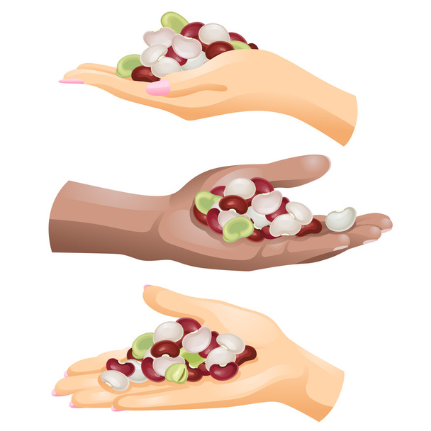 Three hands with different beans in them on white background - Vector, Image
