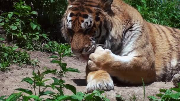 tijger, een sierlijke katachtige - Video