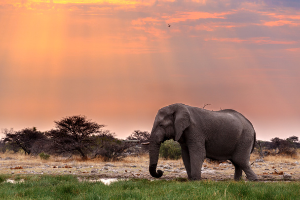 duże afrykańskie słonie w Etosha  - Zdjęcie, obraz