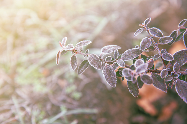 Frozen bush, close up. Natural background - Φωτογραφία, εικόνα