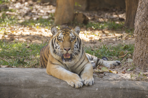 Tigre de Bengala durmiendo
 - Foto, Imagen