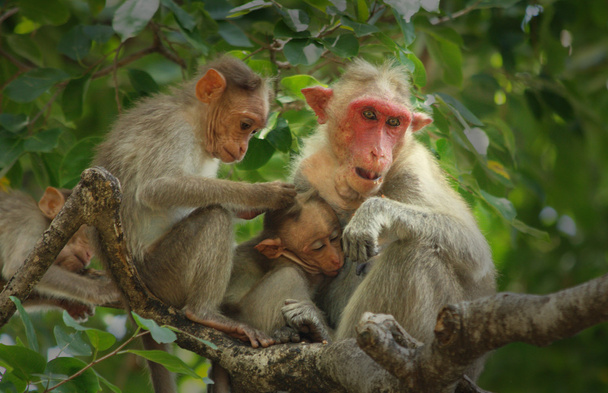 Cura della famiglia scimmia - Foto, immagini