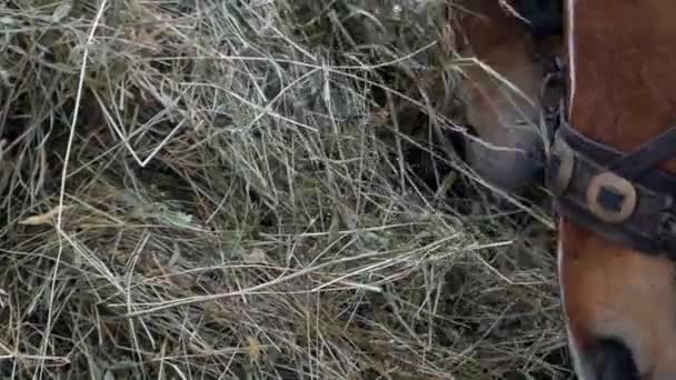 Beautiful shot of brown horse. She chews hay in slow motion. - Footage, Video