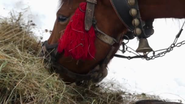 Beautiful shot of brown horse. She chews hay in slow motion. - Footage, Video