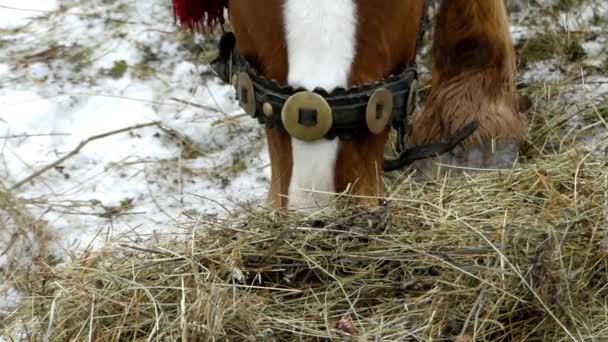 Beautiful close up shot of brown horse. Horse chews hay in real time. - Footage, Video