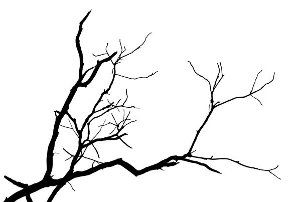 Silhouet tak van de boom geïsoleerd - Foto, afbeelding