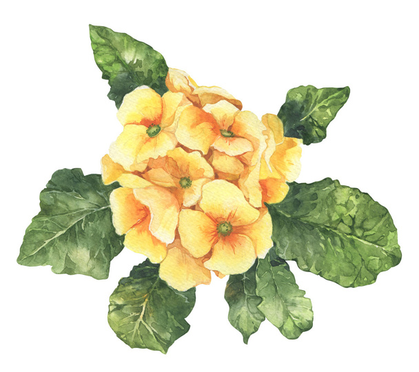 Watercolour spring and summer yellow primula flower - 写真・画像