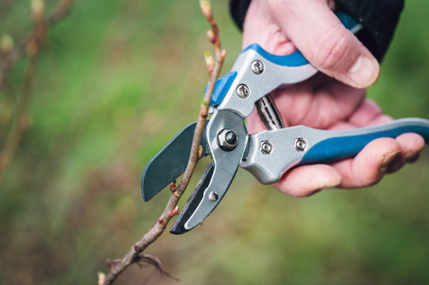 Pruning Black Current - Photo, Image