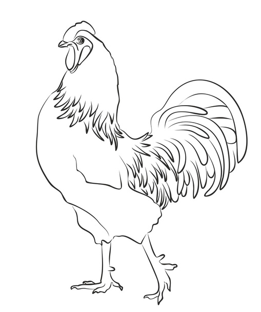 Sketch of rooster. - Διάνυσμα, εικόνα