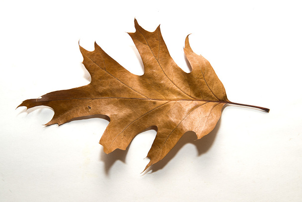 Сухий осінній дубовий лист на білому
 - Фото, зображення