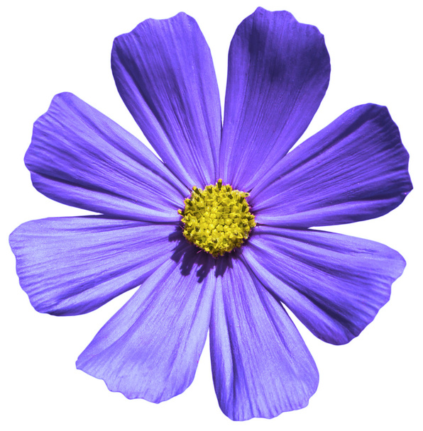 白で隔離紫花プリムラ マクロ - 写真・画像