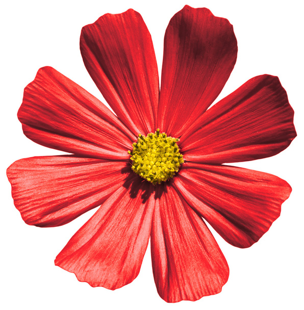 白で隔離赤い花プリムラ マクロ - 写真・画像