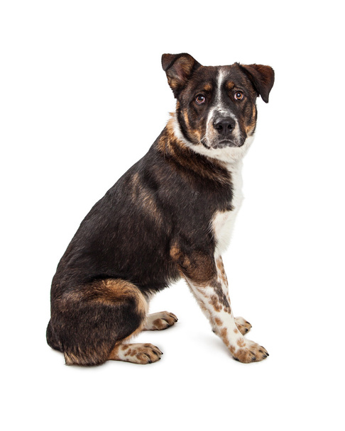 grote gemengde ras hond - Foto, afbeelding