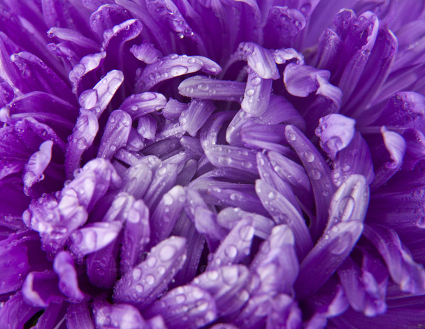 petals of violet flower - Foto, imagen