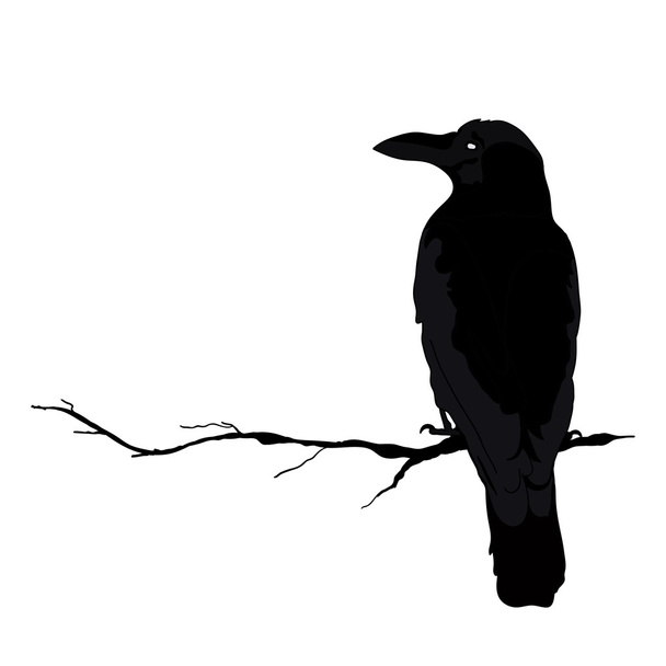 silhouette vettoriale di un corvo in posizioni diverse. schema vettoriale
. - Vettoriali, immagini