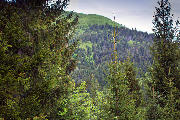 landscape of a mountains with fir-tree and sky - Foto, Imagem