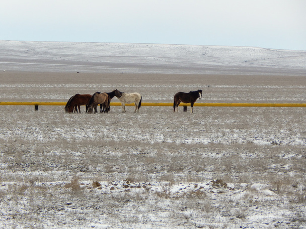 Horses in the steppe. - Zdjęcie, obraz