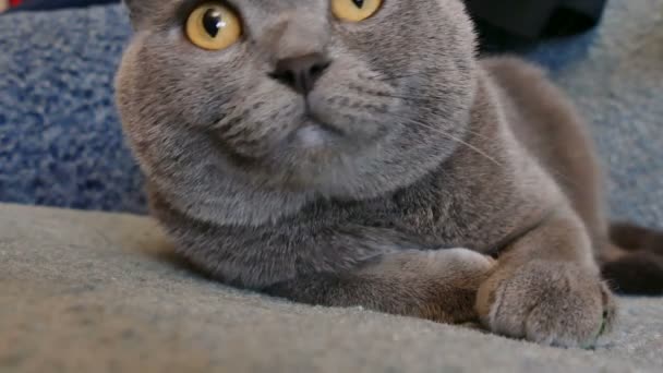 gatto britannico grandi occhi sdraiato sul divano
 - Filmati, video