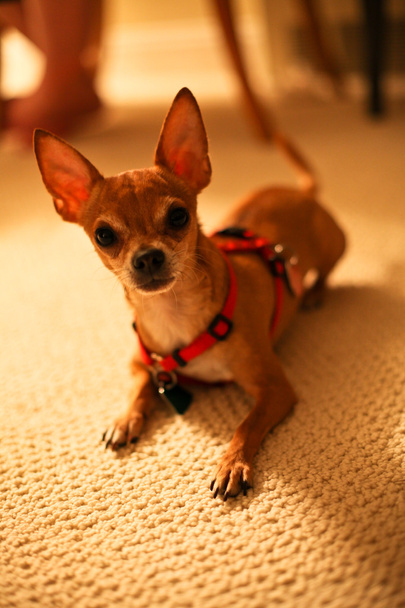 pes Chihuahua na koberec - Fotografie, Obrázek