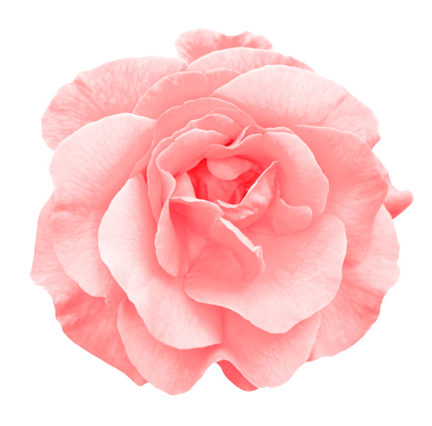 Flor rosa roja tierna macro aislada en blanco
 - Foto, imagen