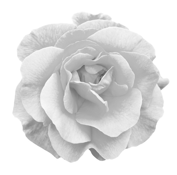 Tender rose flower macro isolated on white black and white - Photo, Image