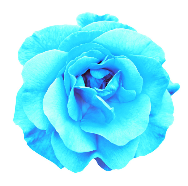 Azurová růže květ makro izolované na bílém - Fotografie, Obrázek