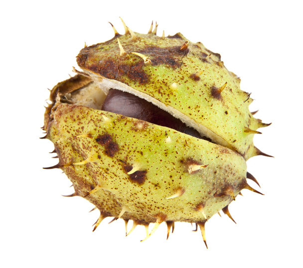 Ripe chestnut in peel - Foto, imagen