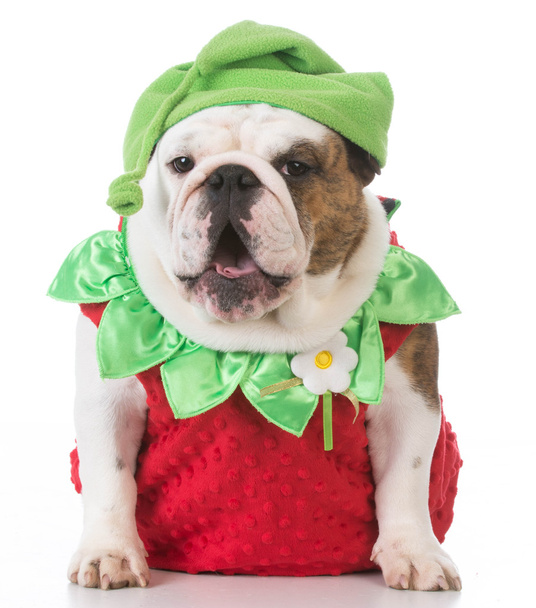dog wearing strawberry costume - Zdjęcie, obraz