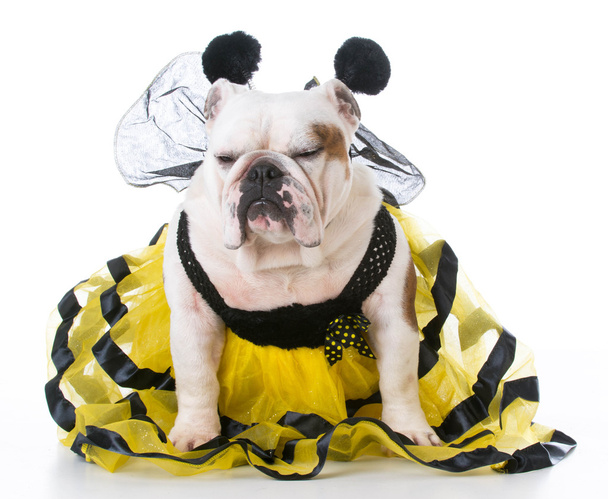 dog dressed like a bee - Φωτογραφία, εικόνα