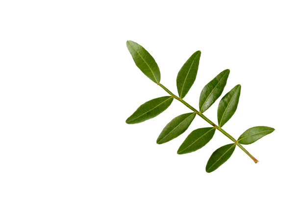 Branch with green leaves - Fotó, kép
