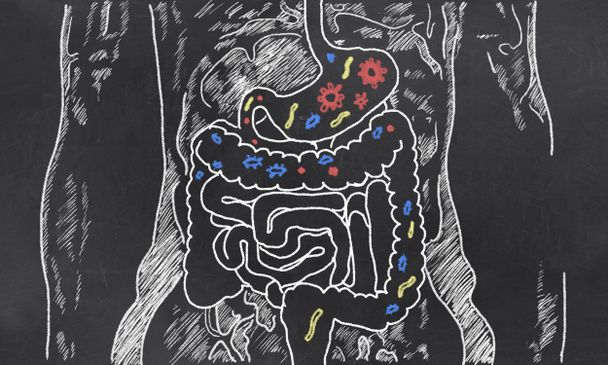 Έντερα σκίτσο με κότσια βακτήρια - Φωτογραφία, εικόνα