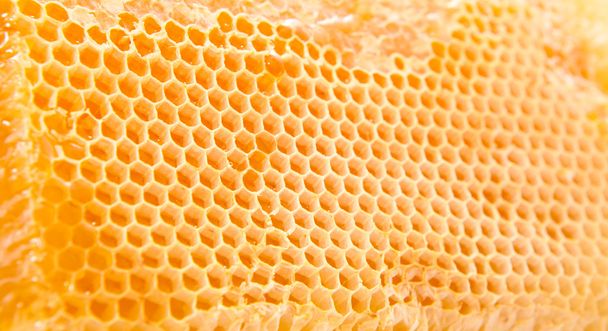 Beer honey in honeycombs. - Fotografie, Obrázek