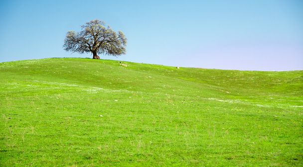 Samotne drzewo na zielone wzgórze - Zdjęcie, obraz