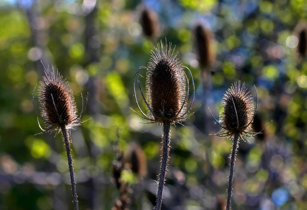 Dry Thistle against colofful background - Photo, Image