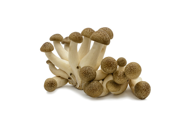 Cogumelos Shimeji no fundo branco
 - Foto, Imagem